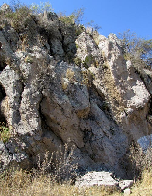 SABAZIA cf. SARMENTOSA, on rock face habitat