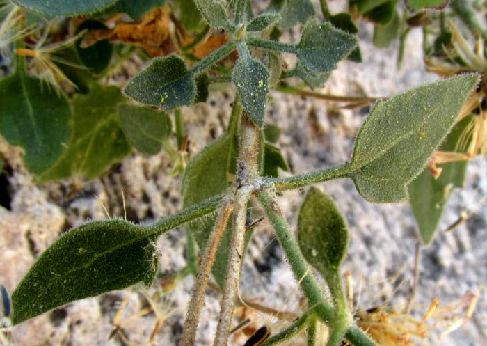 SABAZIA cf. SARMENTOSA, leaves with long petioles