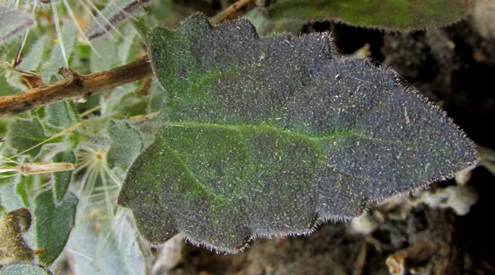 SABAZIA cf. SARMENTOSA, leaf with dentate margin