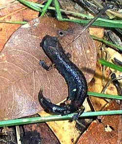 PSEUDOEURYCEA CEPHALICA, subspecies RUBRIMEMBRIS, Red-legged False-brook Salamander