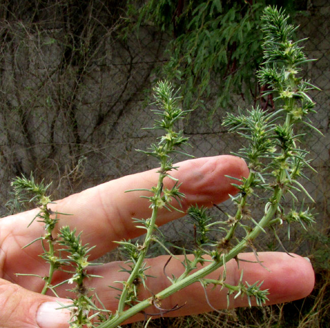 Russian Thistle, SALSOLA TRAGUS, stem tip with flowers & fruits