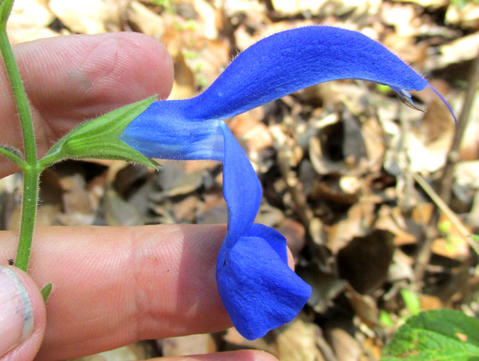 Gentian Sage, SALVIA PATENS, flower from side