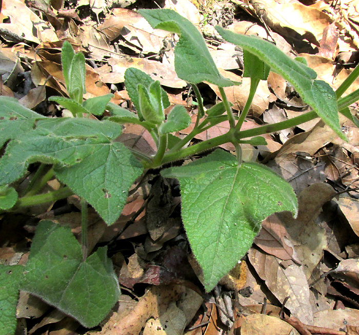 Gentian Sage, SALVIA PATENS, hastate leaves