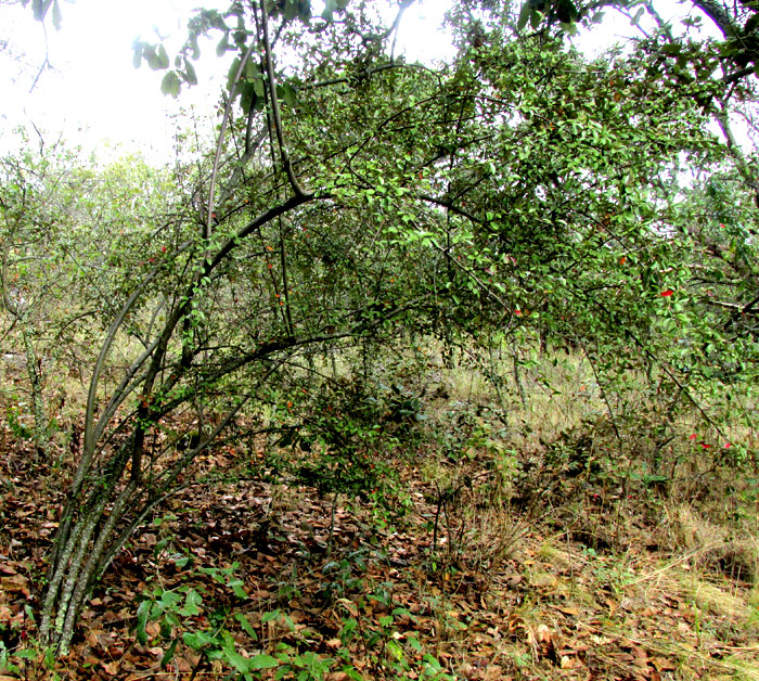 MALACOMELES DENTICULATA, tree in habitat