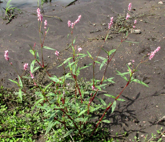 PERSICARIA SEGETUM, plant in habitat