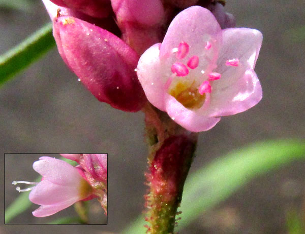 PERSICARIA SEGETUM, flower