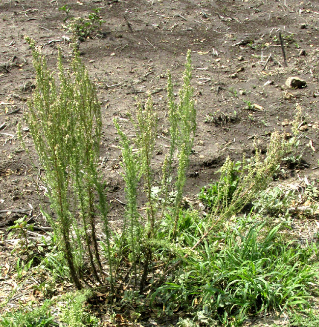 Leafy Horseweed, LAENNECIA SOPHIIFOLIA, form and habitat