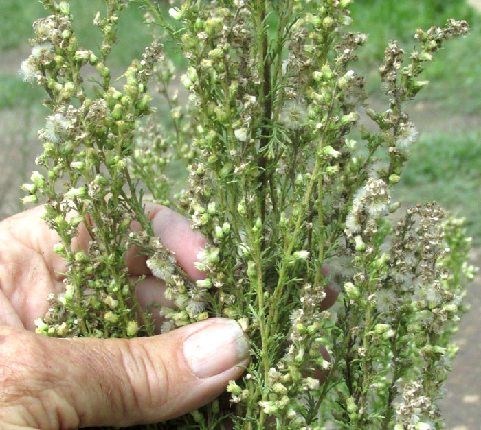 Leafy Horseweed, LAENNECIA SOPHIIFOLIA, close-up of inflorescence