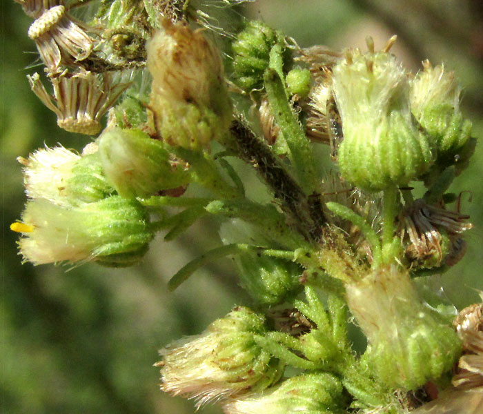 Leafy Horseweed, LAENNECIA SOPHIIFOLIA, close-up of capitula