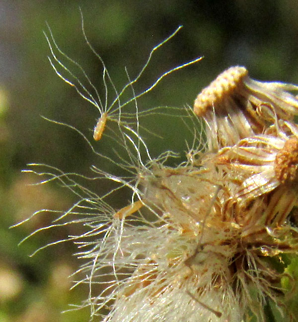 Leafy Horseweed, LAENNECIA SOPHIIFOLIA, close-up of cypselae
