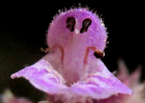 STACHYS KEERLII, flower from front showing stamens