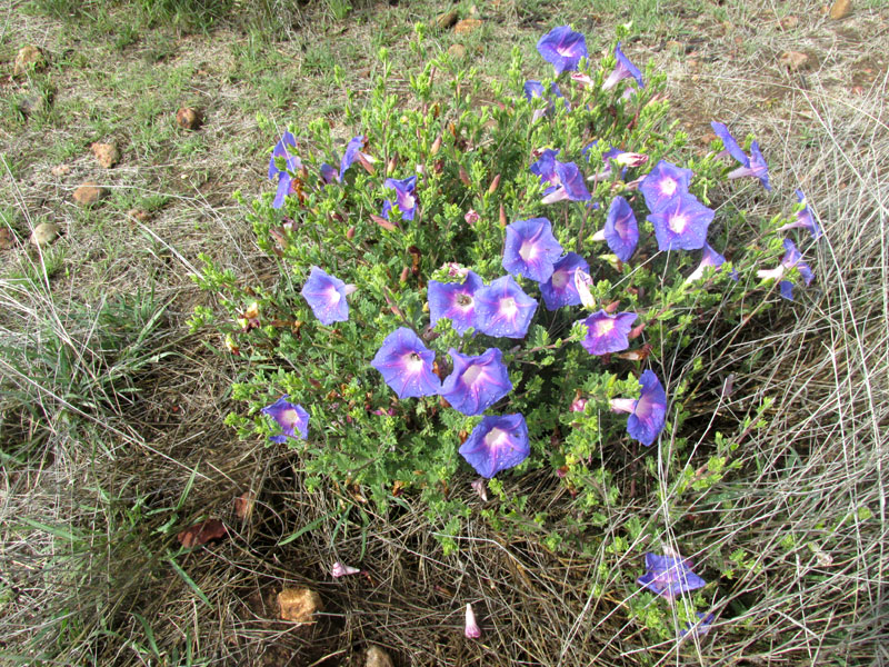 Morning-glory Bush, IPOMOEA STANS; heavily flowering bush in habitat