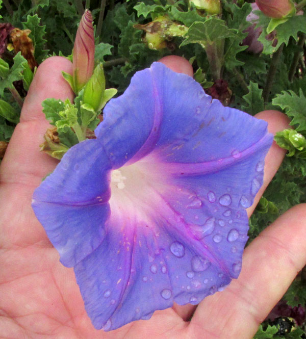 Morning-glory Bush, IPOMOEA STANS; flower from front