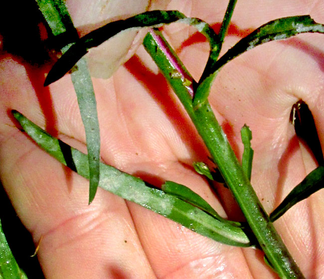 Southwestern Annual Saltmarsh Aster, SYMPHYOTRICHUM PARVIFLORUM, stem and leaves