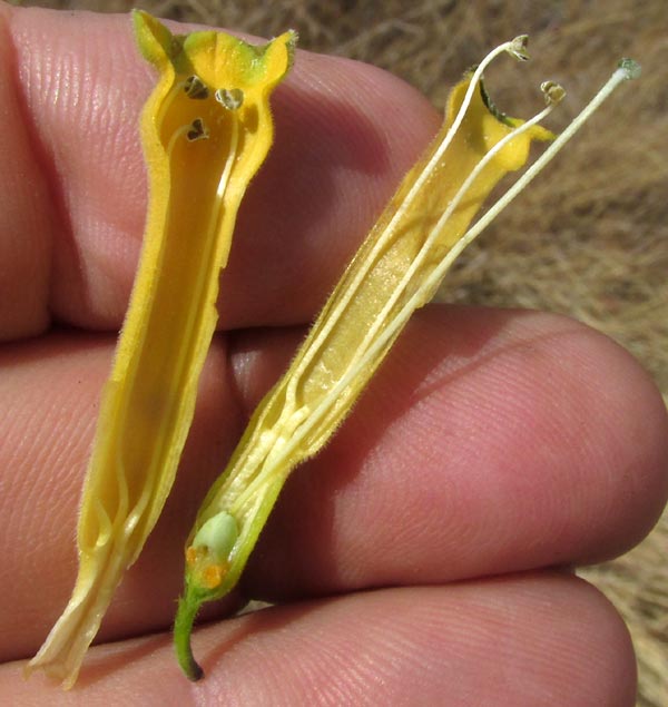 Tree Tobacco, NICOTIANA GLAUCA, dissected flower showing stamens, ovary and style