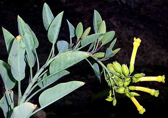 Tree Tobacco, NICOTIANA GLAUCA
