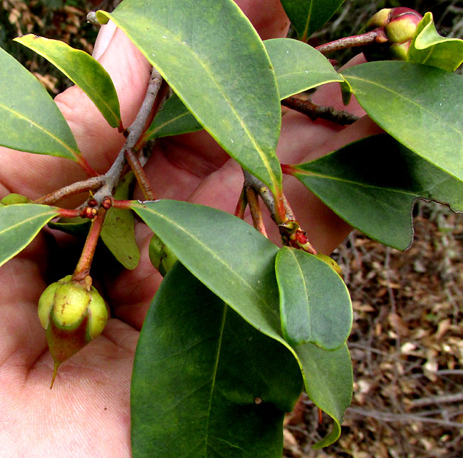 Ternstroemia sylvatica, immature fruits, leaves