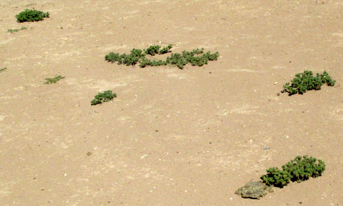 Woody Crinklemat, TIQUILIA CANESCENS, in habitat