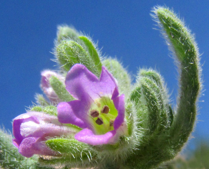 Woody Crinklemat, TIQUILIA CANESCENS, flower, front view