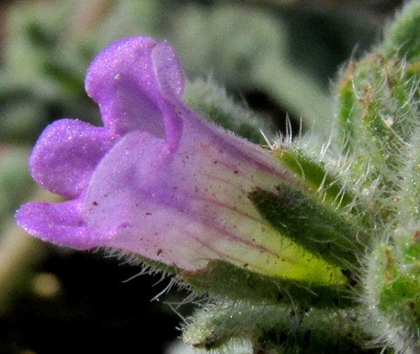 Woody Crinklemat, TIQUILIA CANESCENS, flower side view