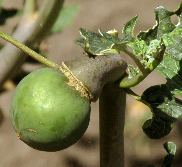 Toloache, DATURA CERATOCAULA, immature fruit on plant