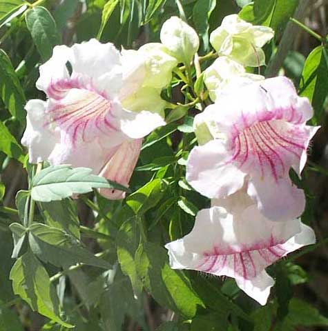 Pink Trumpet Vine, PODRANEA RICASOLIANA