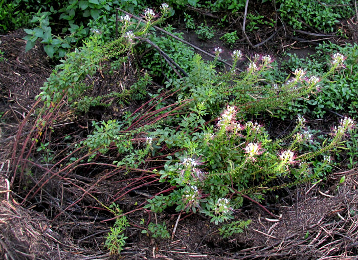 Mexican Clammyweed, CLEOME UNIGLANDULOSA, flowering plants in flower