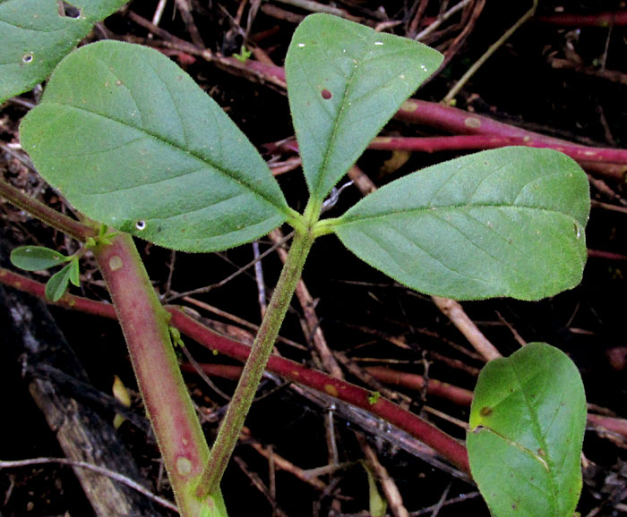 Mexican Clammyweed, CLEOME UNIGLANDULOSA, leaf
