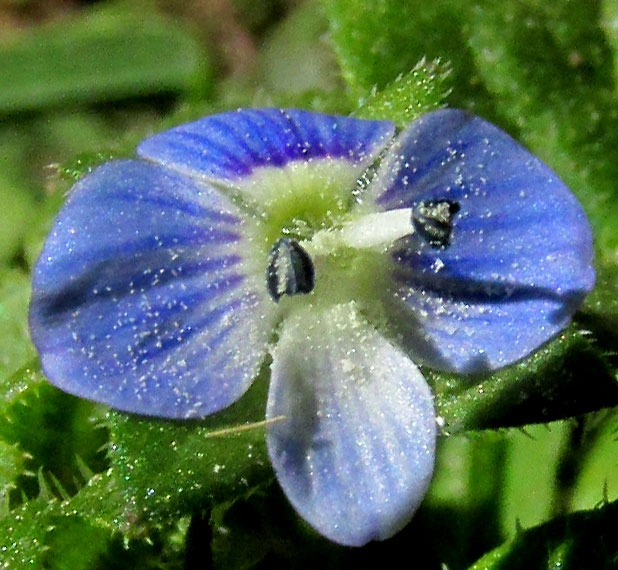 Gray Speedwell, VERONICA POLITA, close-up flower from top