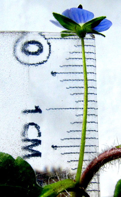 Gray Speedwell, VERONICA POLITA, scale showing pedicel length