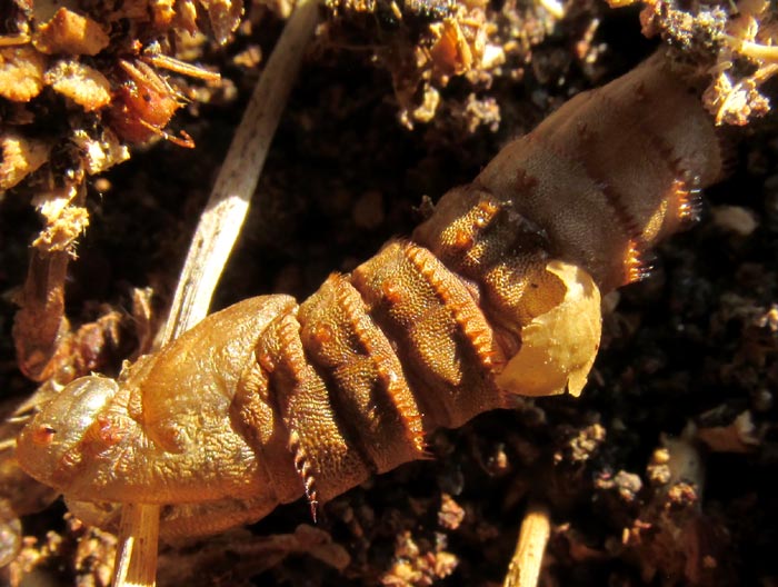 insect larva exoskeleton