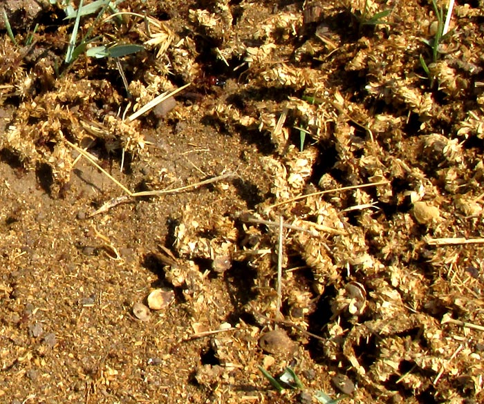mysterious web tubes in frass covering harvester ant nest