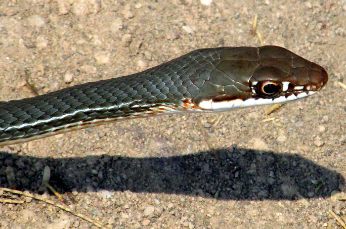Schott's Whipsnake, MASTICOPHIS SCHOTTI ssp. RUTHVENI, head from side showing scales