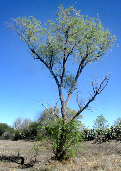 Bonpland Willow, SALIX BONPLANDIANA, damaged tree