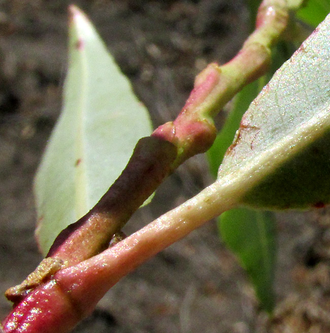 Bonpland Willow, SALIX BONPLANDIANA, leaf with glaucous, glabrous undersurface