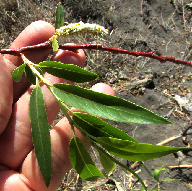 Bonpland Willow, SALIX BONPLANDIANA, leafy stem with female catkin disseminating seeds