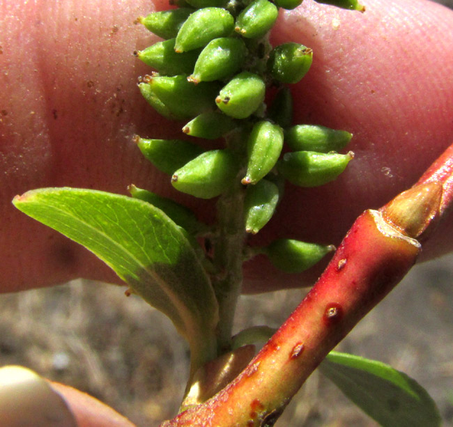 Bonpland Willow, SALIX BONPLANDIANA, catkin with unopened capsules on reddish stem with lenticels and bud