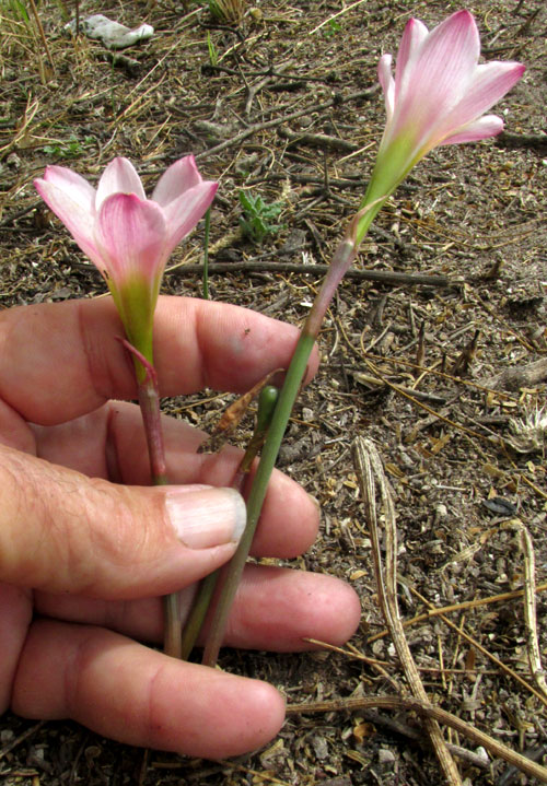 Pink Lindley's Rain-lily, ZEPHYRANTHES LINDLEYANA, habitat