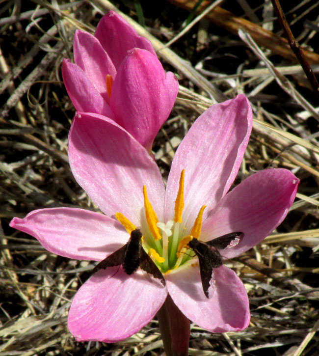 Pink Lindley's Rain-lily, ZEPHYRANTHES LINDLEYANA, dipterids on flower