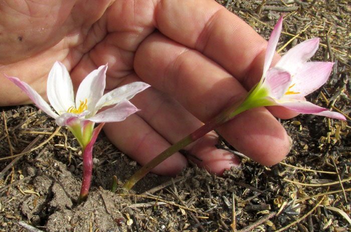 Pink Lindley's Rain-lily, ZEPHYRANTHES LINDLEYANA, short-stem ones