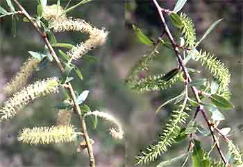 Black Willow flowers, male on left, female on right