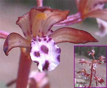 Spotted Coral-root, CORALLORHIZA MACULATA