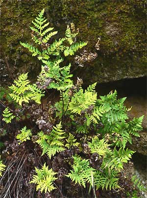 Gold Fern, Pityrogramma triangularis