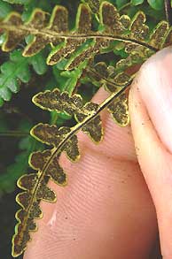 Gold Fern, Pityrogramma triangularis