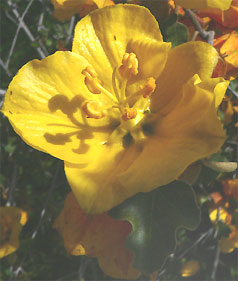 California Flannel Bush, FREMONTODENDRON CALIFORNICUM -- flower