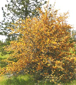 Fremontia or California Flannel Bush, FREMONTODENDRON CALIFORNICUM