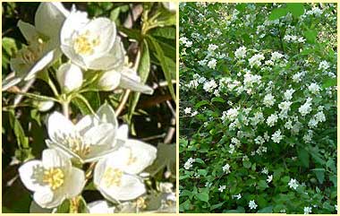 Mock Orange, Philadelphus lewisii