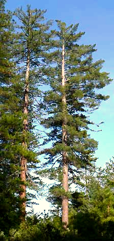 Sugar Pines, Pinus lambertiana