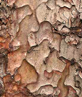 Ponderosa Pine , Pinus ponderosa, bark