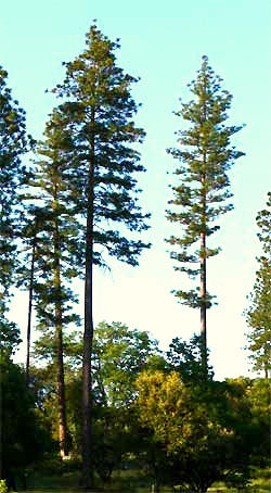 Ponderosa Pine (Yellow Pines), Pinus ponderosa